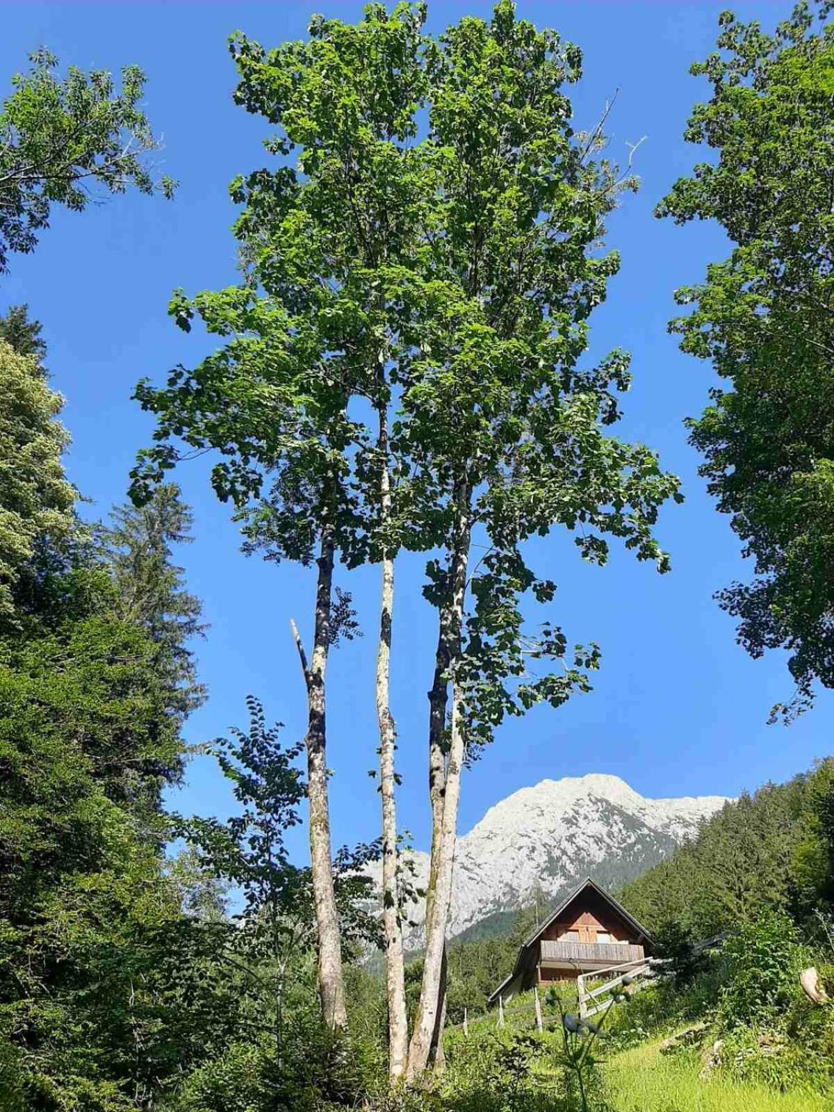 Camping & Glamping Grintovec ゴレンスカ地方 エクステリア 写真